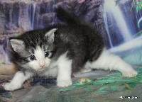 galleries/kittens/535/3.jpg