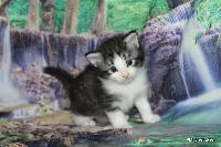 galleries/kittens/535/4.jpg
