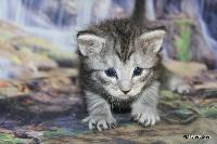 galleries/kittens/536/1.jpg