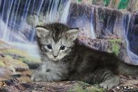 galleries/kittens/536/2.jpg