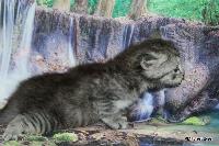 galleries/kittens/536/3.jpg