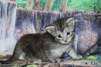 galleries/kittens/536/4.jpg