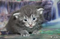 galleries/kittens/537/1.jpg