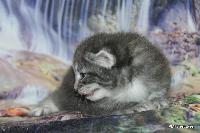 galleries/kittens/537/2.jpg