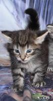 galleries/kittens/538/1.jpg