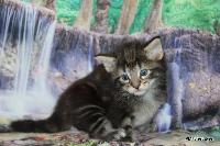galleries/kittens/538/2.jpg