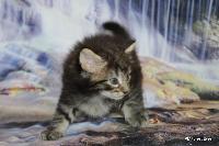 galleries/kittens/538/3.jpg