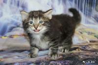 galleries/kittens/538/4.jpg