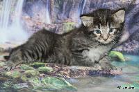 galleries/kittens/539/1.jpg