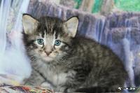 galleries/kittens/539/2.jpg