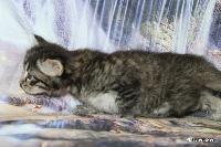 galleries/kittens/539/3.jpg