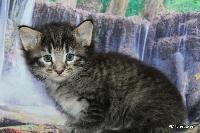 galleries/kittens/539/4.jpg