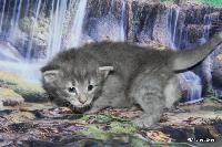 galleries/kittens/540/1.jpg
