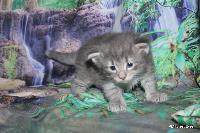 galleries/kittens/540/2.jpg