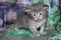 galleries/kittens/540/3.jpg