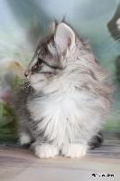 galleries/kittens/558/1.jpg