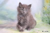galleries/kittens/559/2.jpg