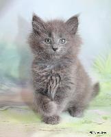 galleries/kittens/559/4.jpg