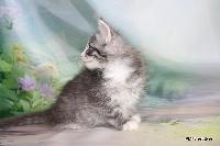 galleries/kittens/560/1.jpg