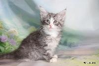 galleries/kittens/560/2.jpg