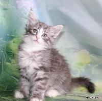 galleries/kittens/560/3.jpg