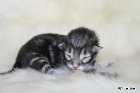 galleries/kittens/562/3.jpg