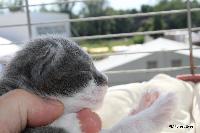 galleries/kittens/563/6.jpg